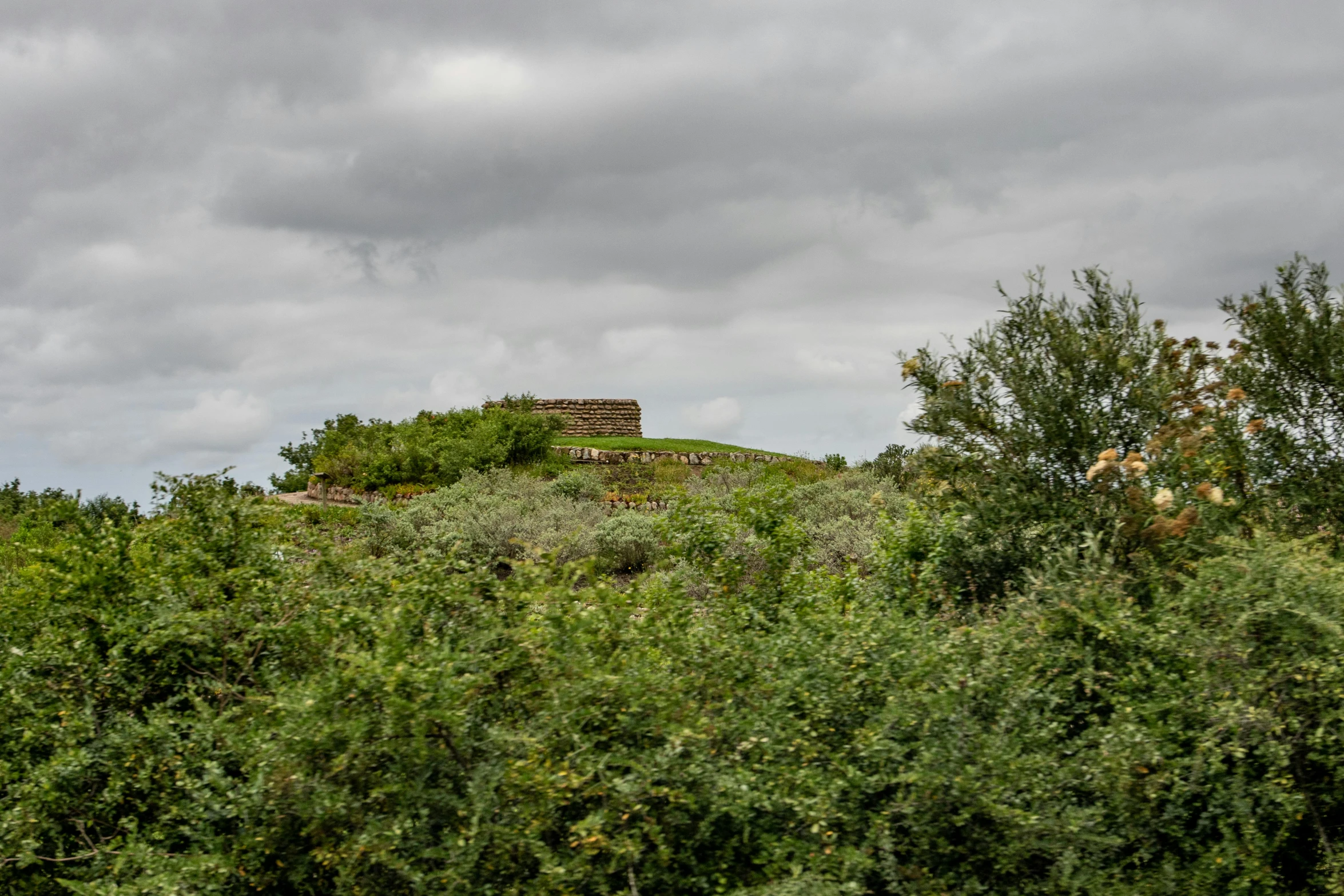 a hill with a tree lined forest surrounding it