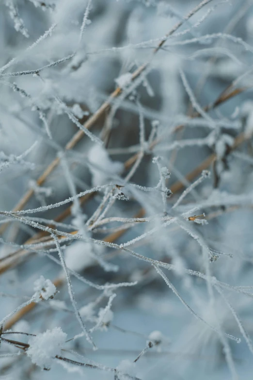 there is some grass and trees covered with ice