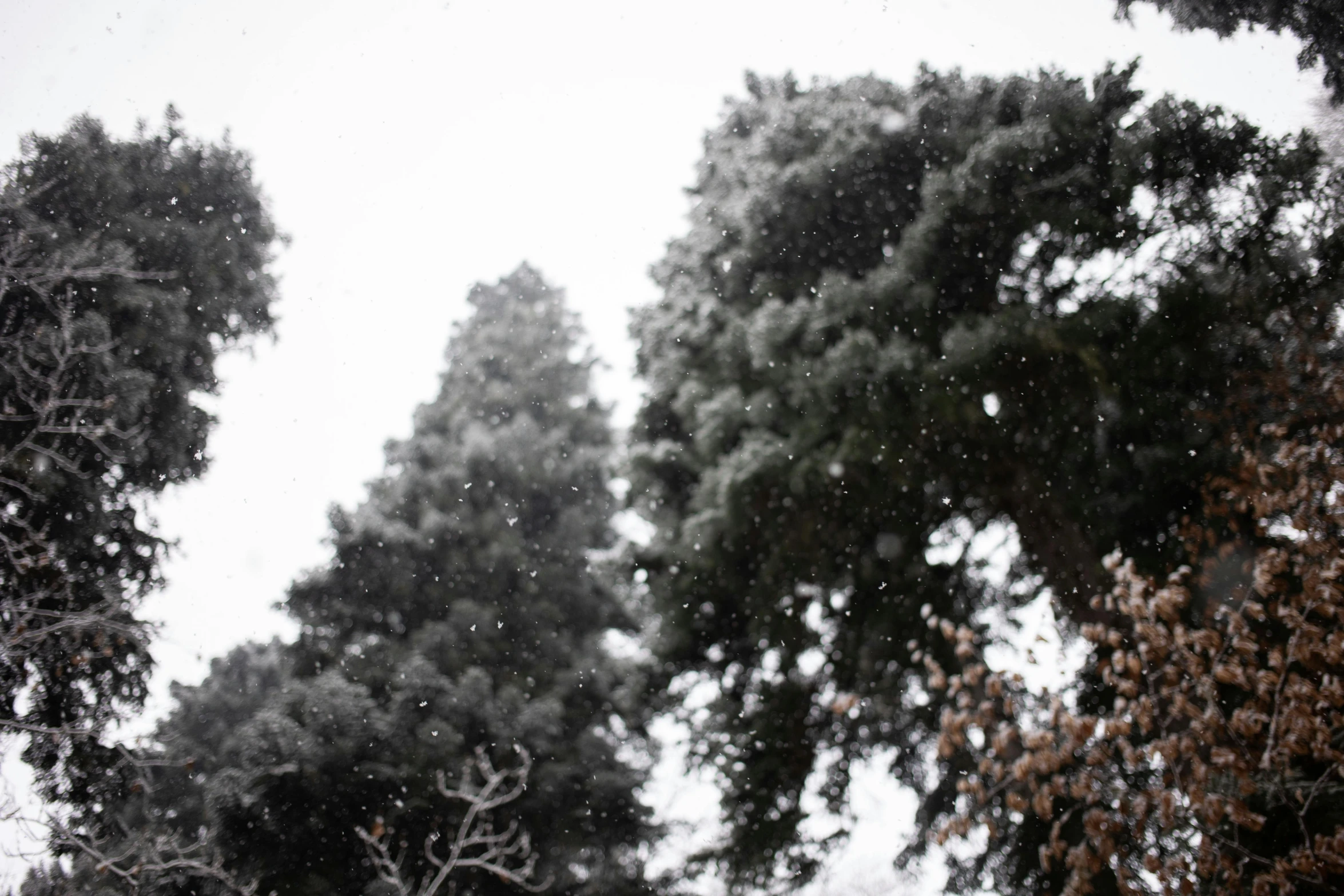 a view of some trees with snow falling on them