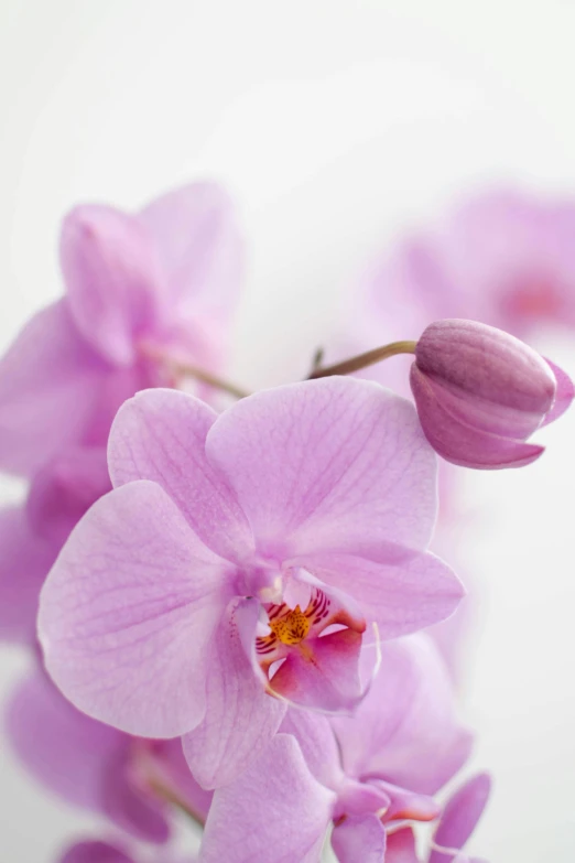 a close up s of a pink orchid flower