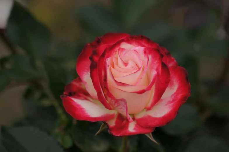 a red and white rose with greenery in the background