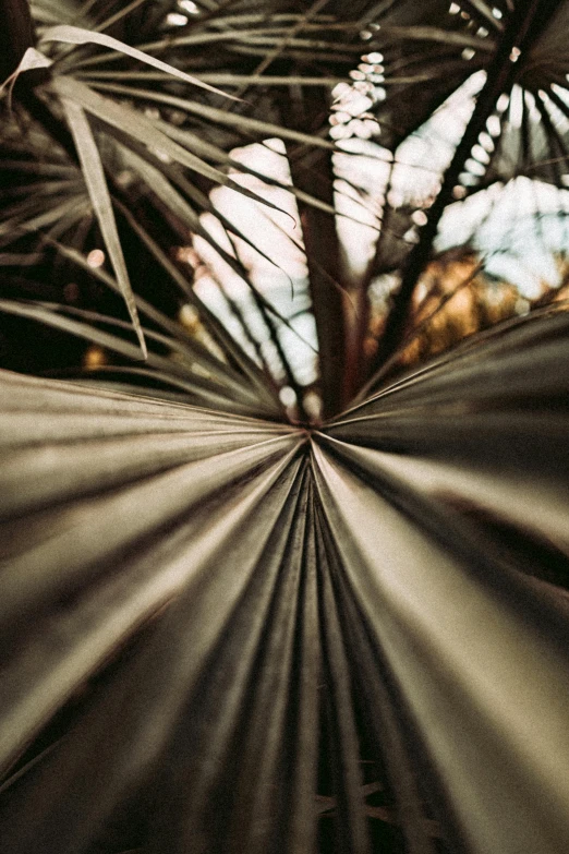 abstract pograph of a palm tree with beams of light