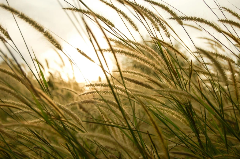 tall grass blowing in the wind at sunset