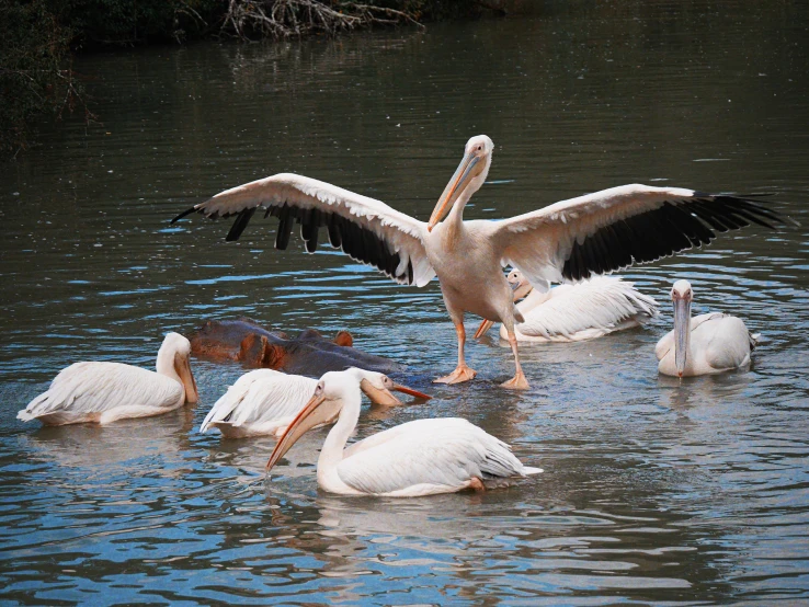 four pelicans floating on the water while another one lands in the water