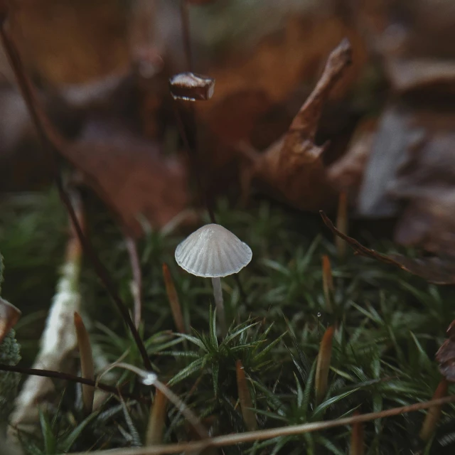 a little white mushroom grows on the grass