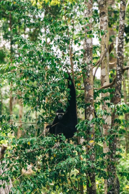 a black bear in the woods climbing from a tree