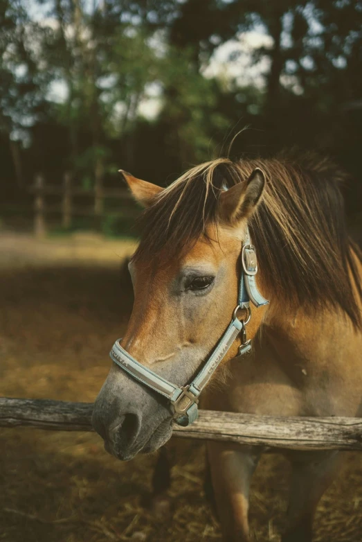 a horse wearing a bridle leaning over a fence