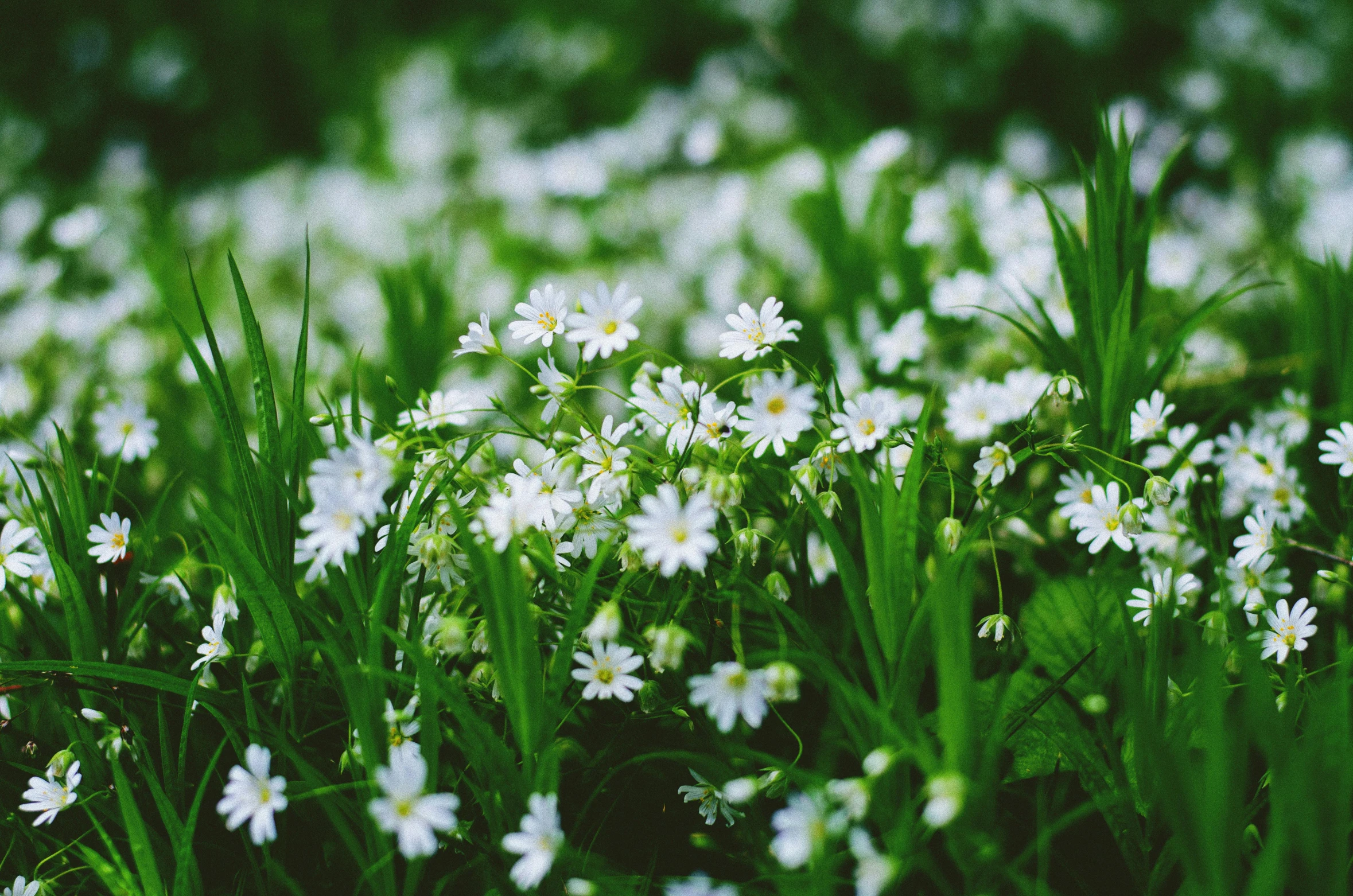 a field full of white flowers next to green grass