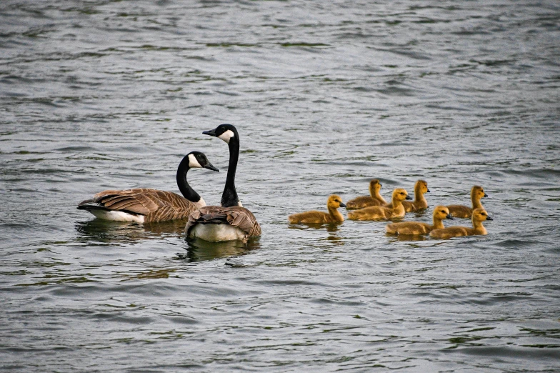 a goose with three young ducks floating on water