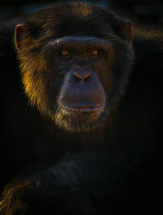 close up of a large animal with long hair