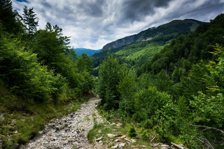 a path in the middle of a forested area