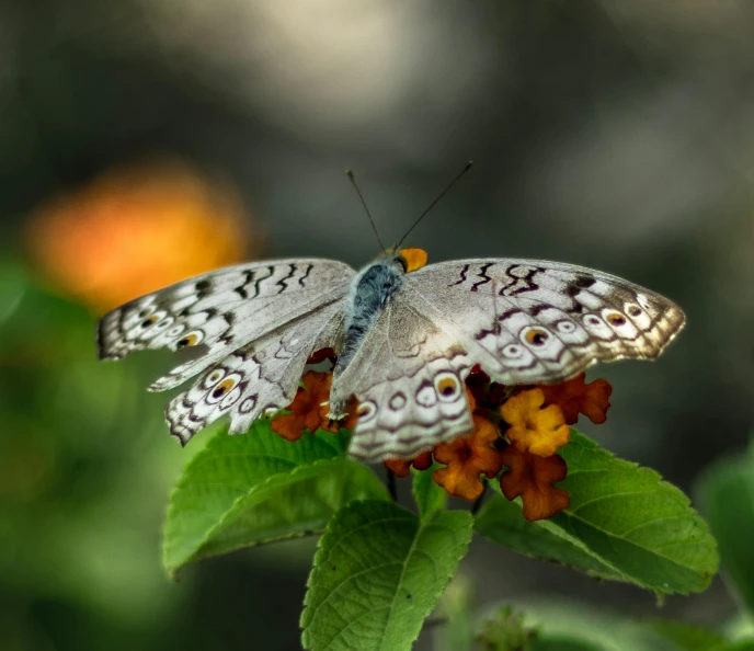 a grey erfly with white and yellow wings on a small flower