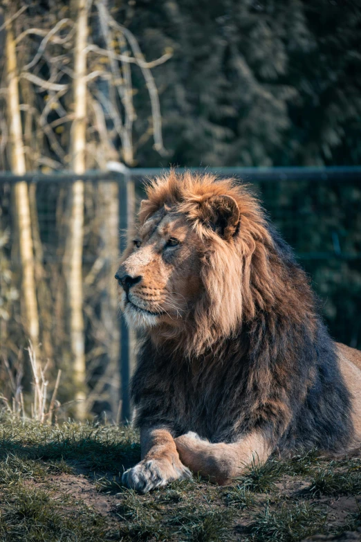 a lion resting in the sun on grass near some trees