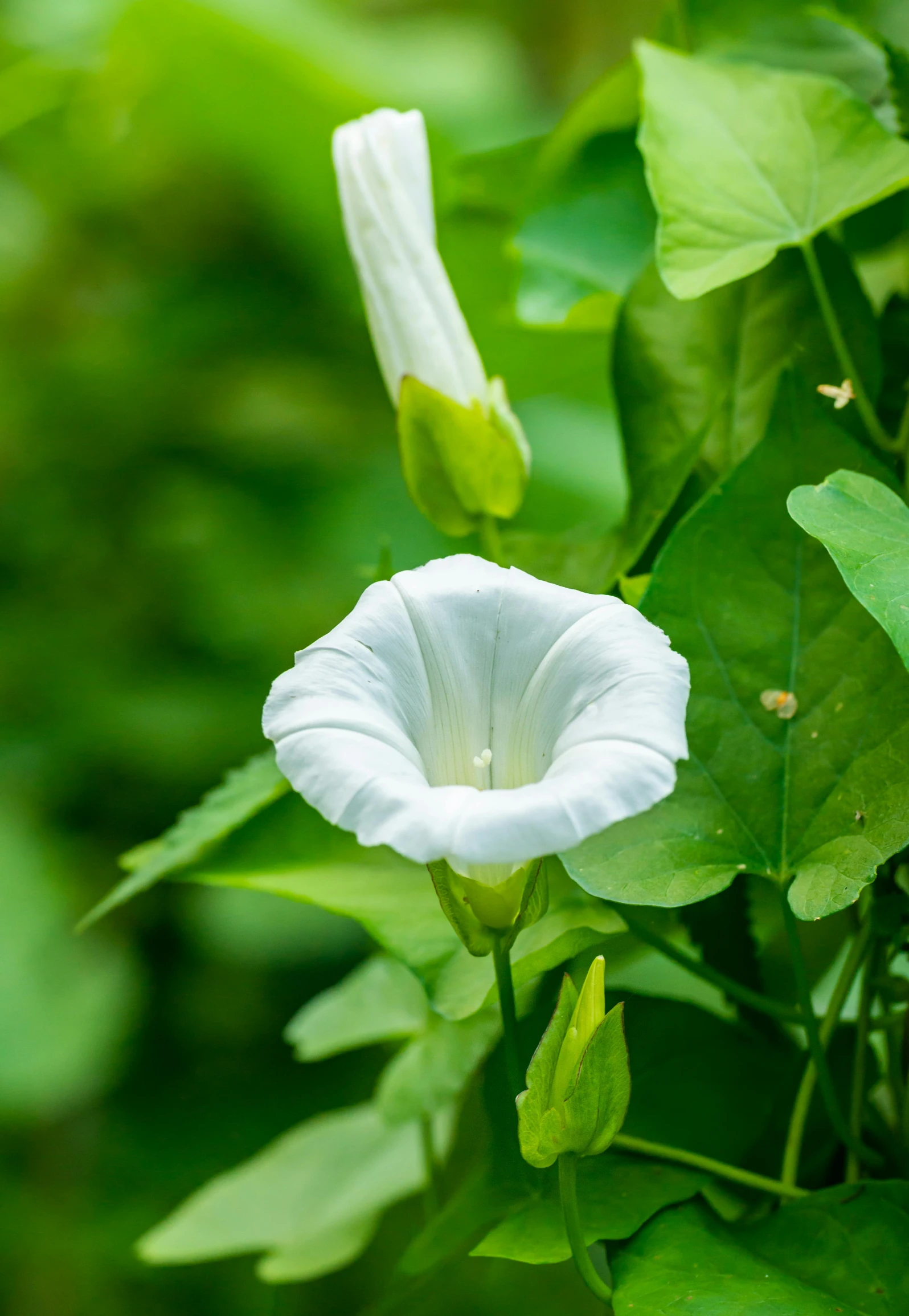 a small white flower hanging off the side of a green plant