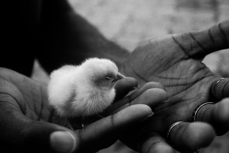a baby bird is sitting in the palm of a hand