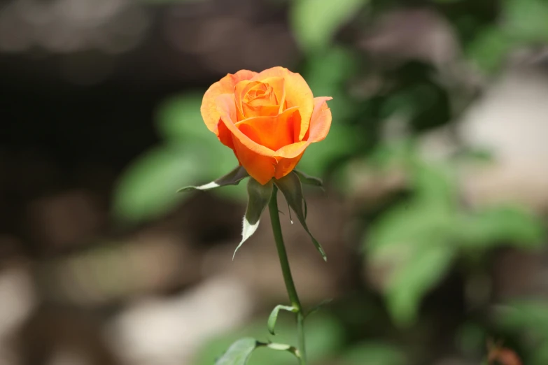 a single orange rose on a stem next to trees