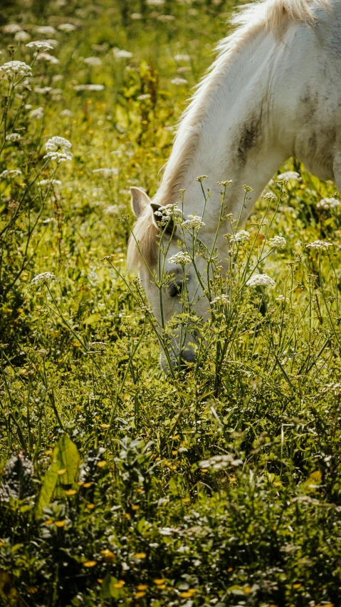 the white horse is eating grass in the field