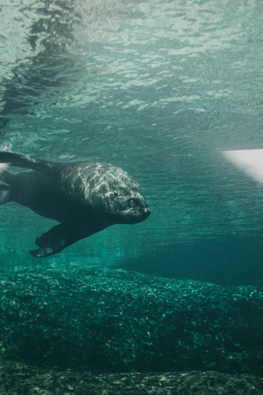 a seal that is swimming over some water