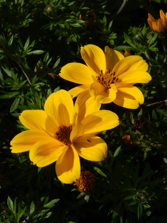 three yellow flowers with green leaves in the background