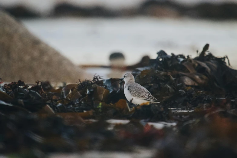 a bird sitting in a pile of garbage at a beach