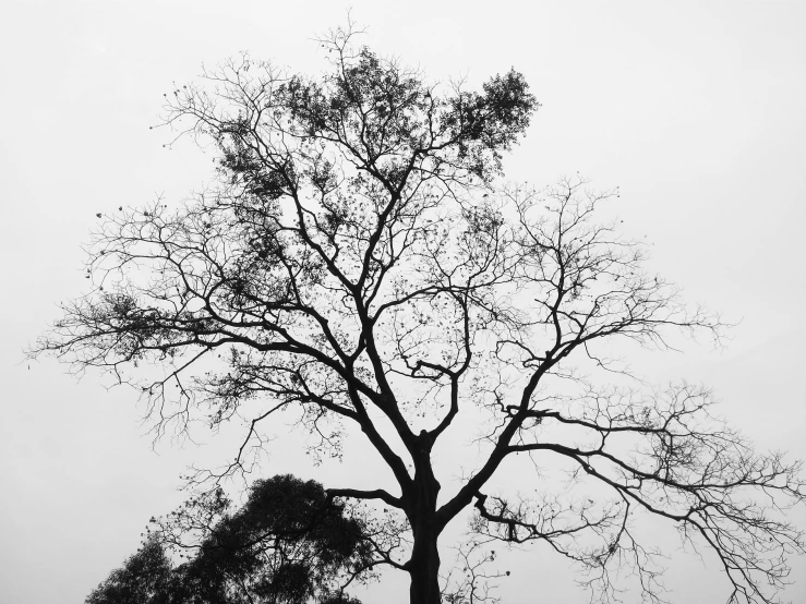 a black and white picture of a tree with no leaves