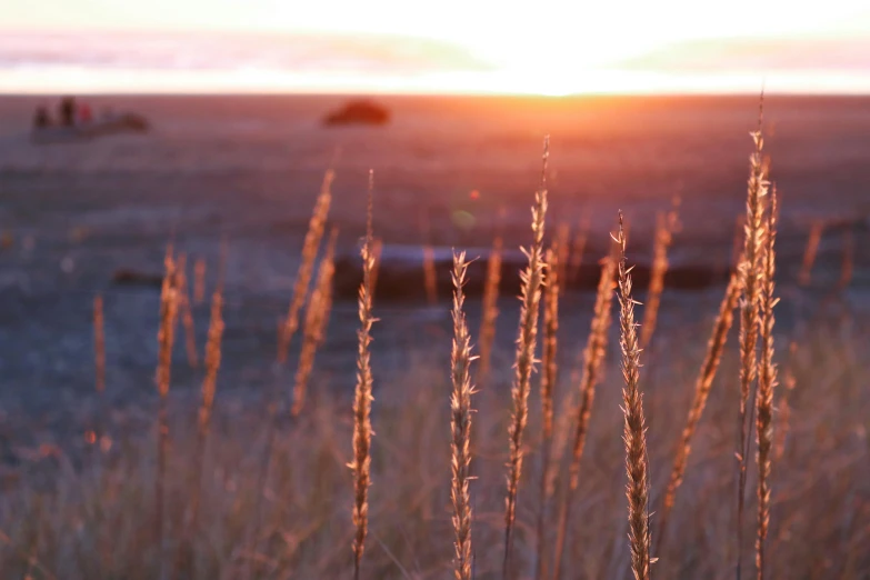 long grasses growing in the middle of a field at sunset