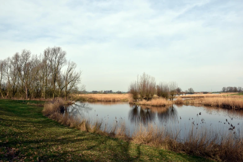 a small body of water that has animals in it