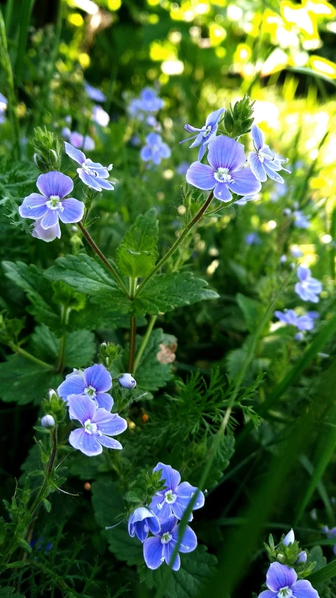 several blue flowers growing in a green forest