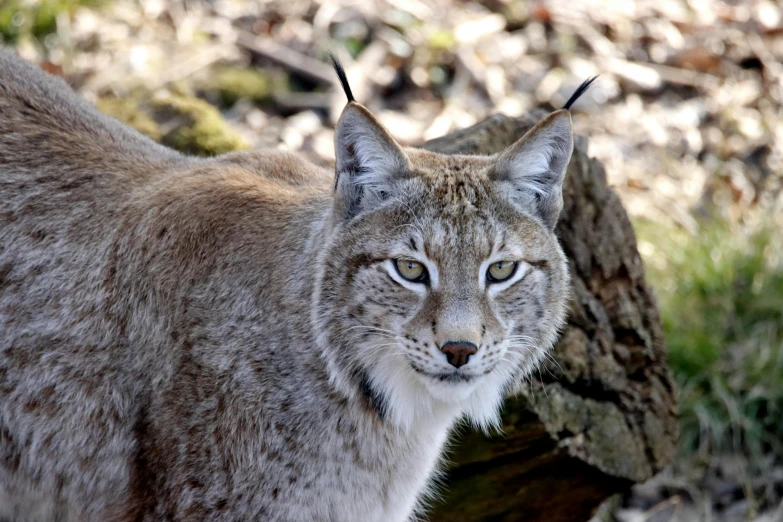 a lynx is staring towards the camera as it walks on some rocks
