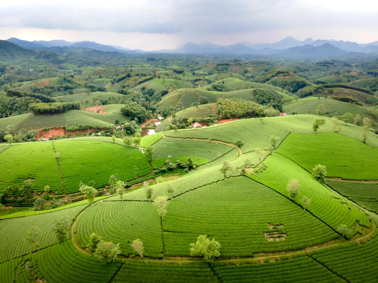 a lush green field with mountains in the background