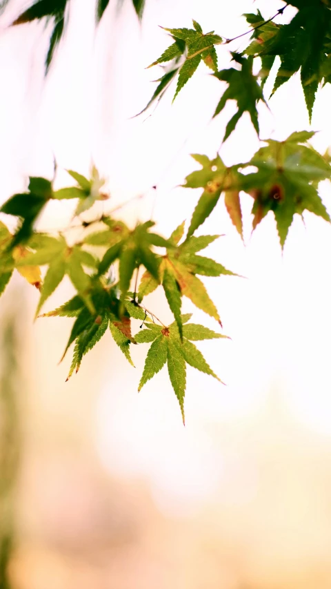 a blurry pograph of leaves and nches on a tree