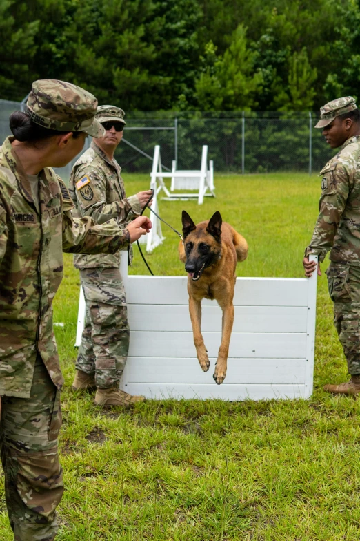 soldiers giving a dog some tricks to jump in a container