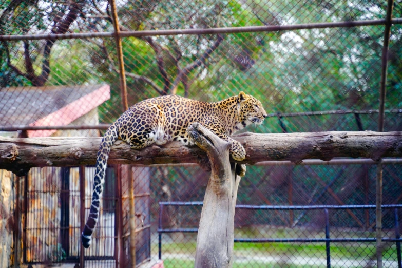 the leopard is sitting on top of the wooden log