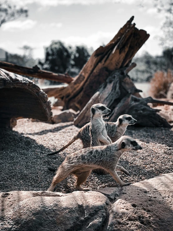 a couple of animals that are standing in the dirt