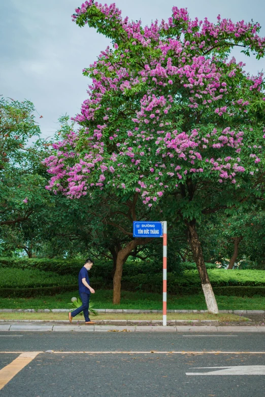 a man walking down the street next to a large tree