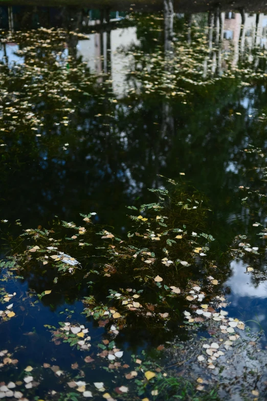 a bird is on top of the leaves floating on water