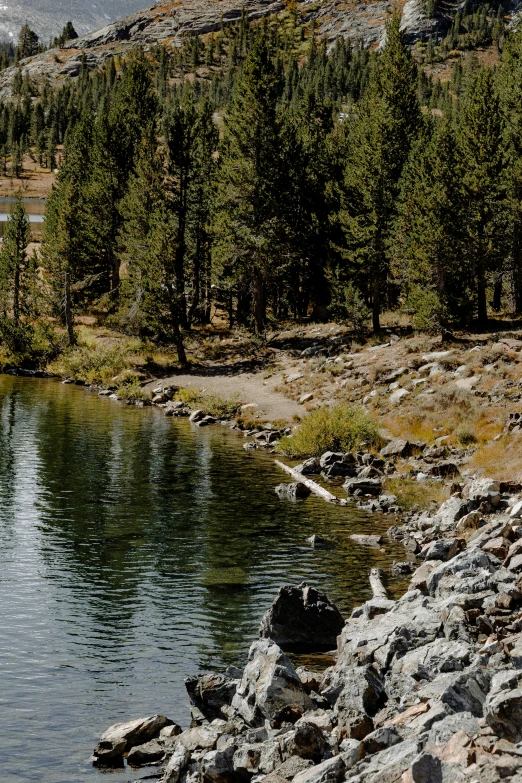 a lone animal is sitting on the rock near the lake