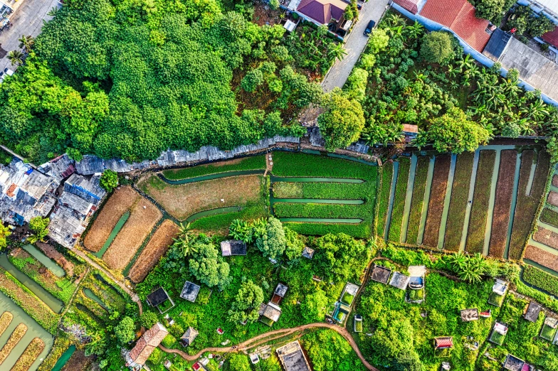 aerial view of garden with buildings in the distance