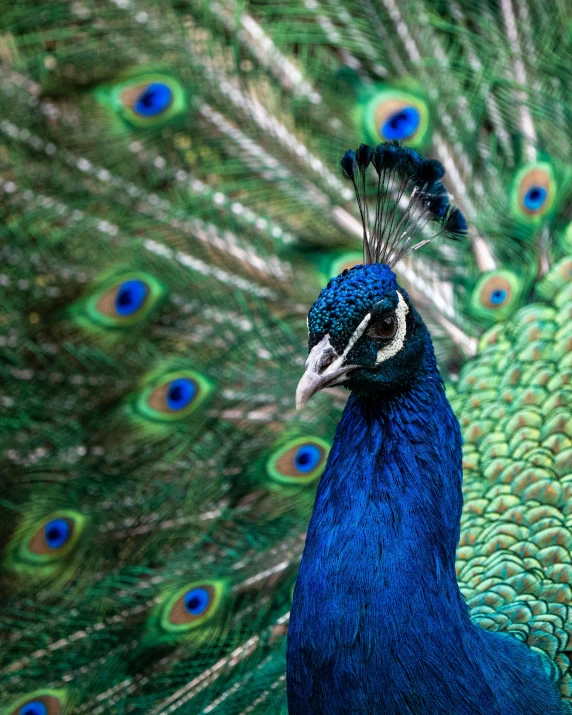 the feathers of a blue and green peacock