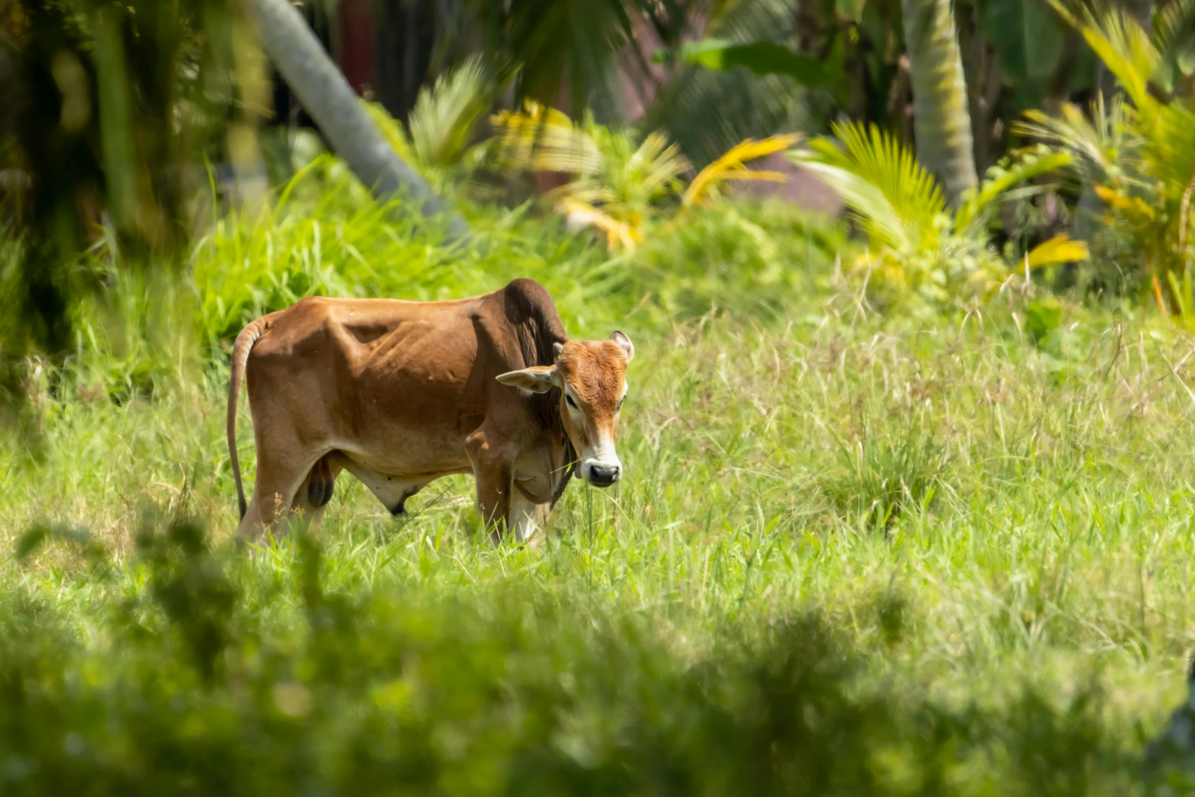 a cow is walking in the grass alone