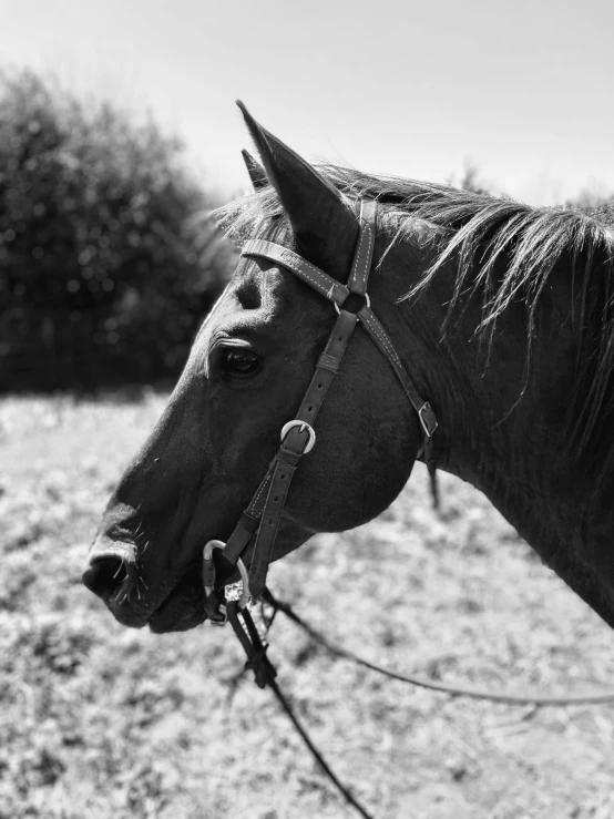 black and white po of a horse with ided nose