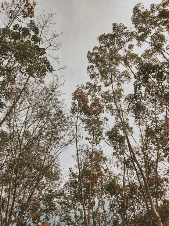 some trees against a gray sky with clouds