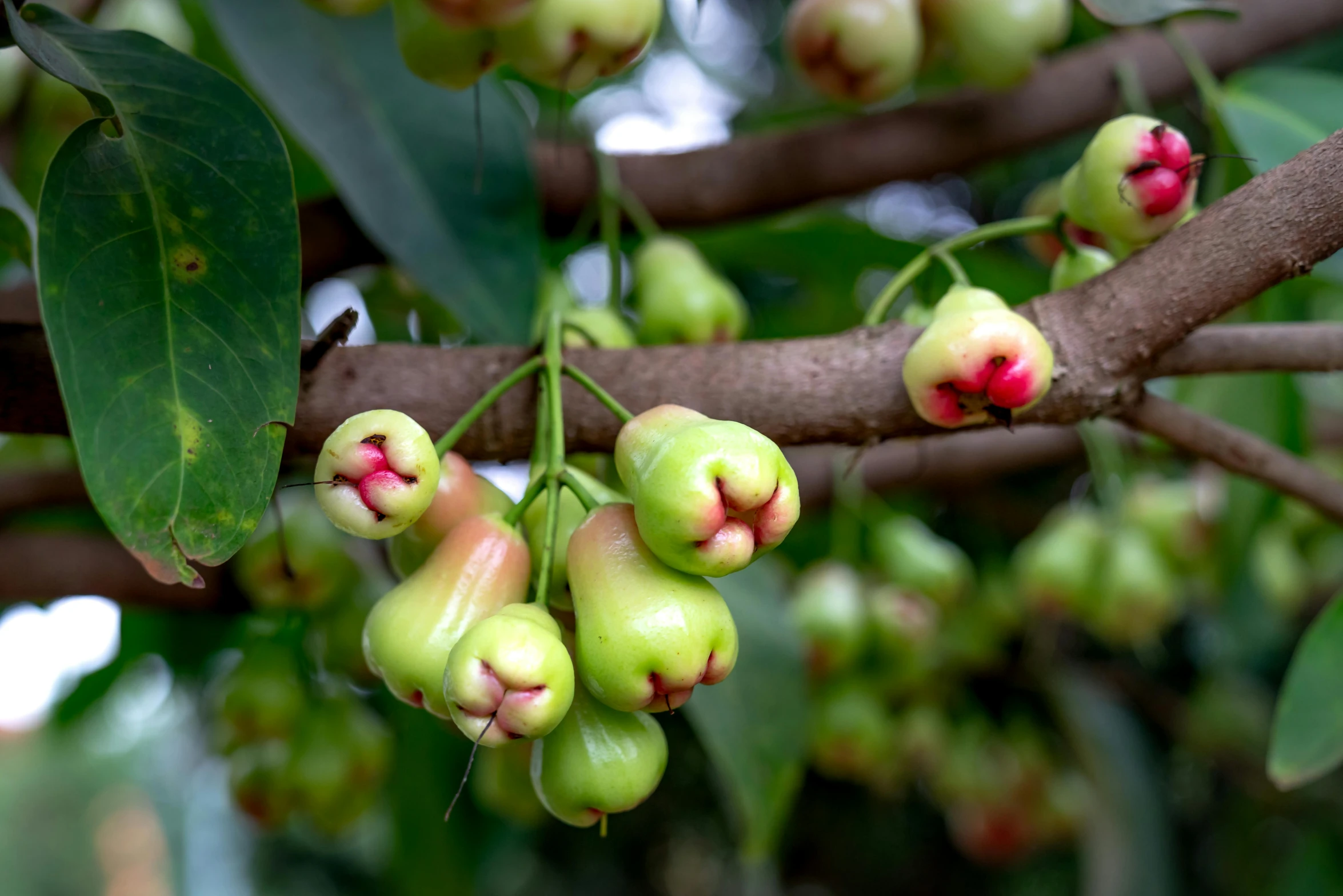 green berries are growing on a tree nch