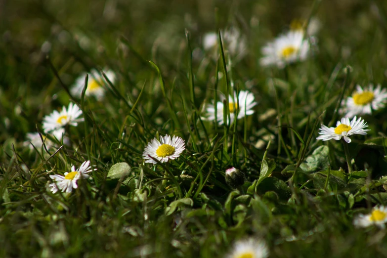 daisies growing on the green grass in a field