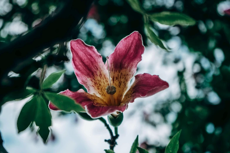 pink and orange flower on a tree with leaves