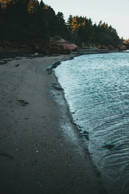 a shoreline on an empty shoreline in front of forest