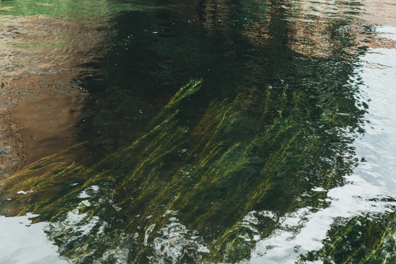 green algae grows on the bottom of a pond