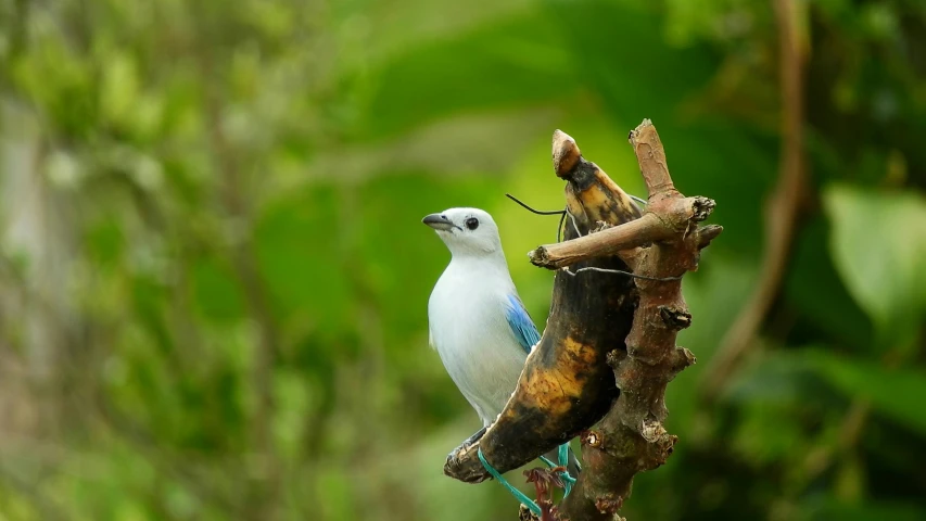 a white bird sitting on a tree nch with bananas