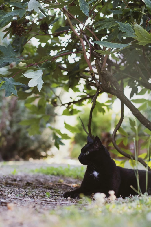 a black cat sitting under a tree in the shade