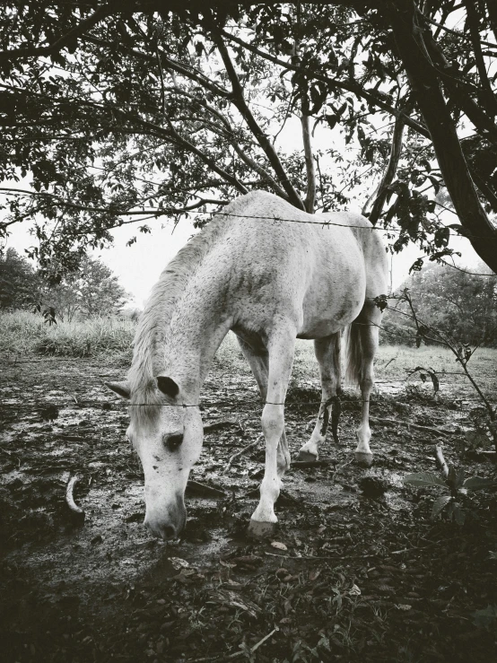 the white horse is grazing in the grassy field